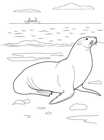 Тюлень раскраска