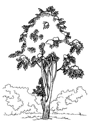 Раскраска рябина дерево