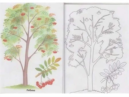 Раскраска рябина дерево