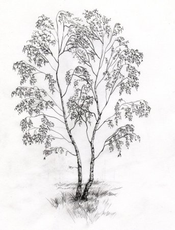 Береза карандашом