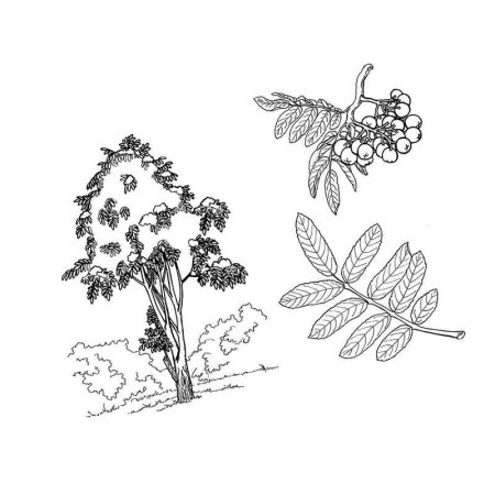 Раскраска Рябиновое дерево