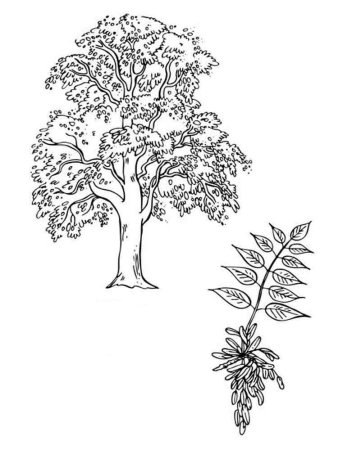 Дерево раскраска