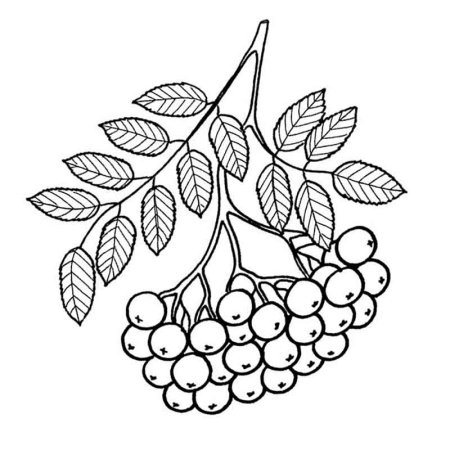 Рябина раскраска