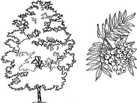 Раскраска рябина дерево