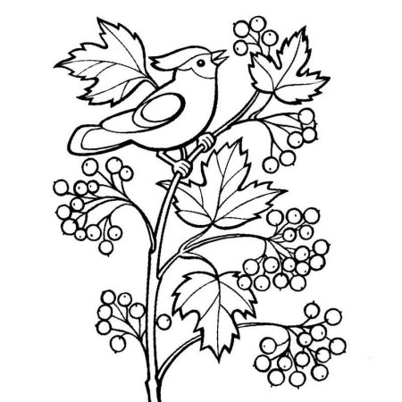 Рябина раскраска