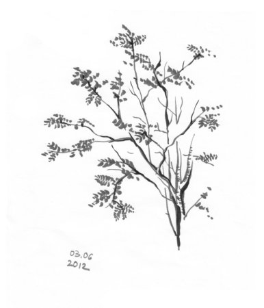 Рябина карандашом дерево