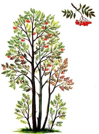 Рябина обыкновенная кустарник