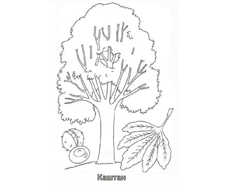 Дерево каштан раскраска