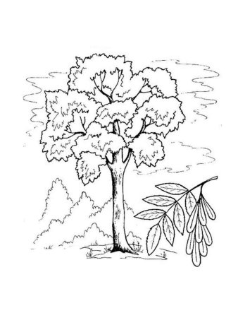Дерево ясень раскраска