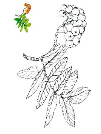 Рябина раскраска