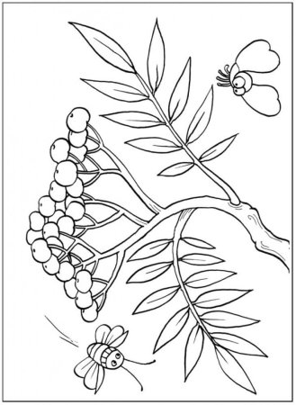 Рябина раскраска