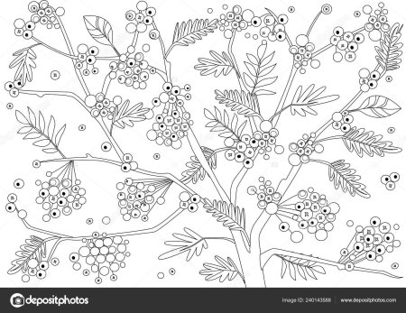 Кисть рябины раскраска для малышей