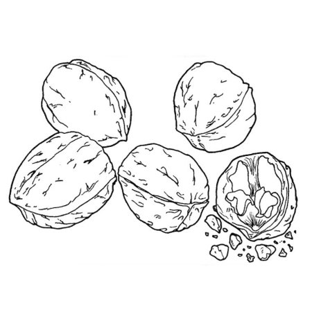 Орех раскраска