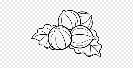 Орешки раскраска для детей