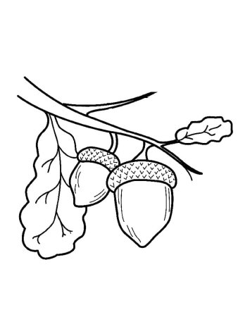 Орех раскраска