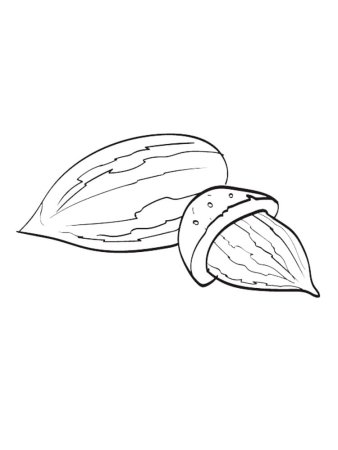 Орех раскраска