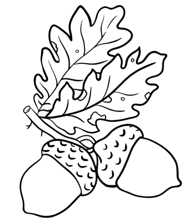 Желудь раскраска