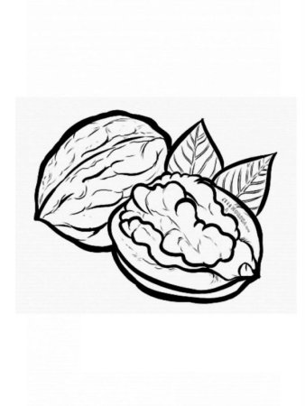 Фундук раскраска для детей