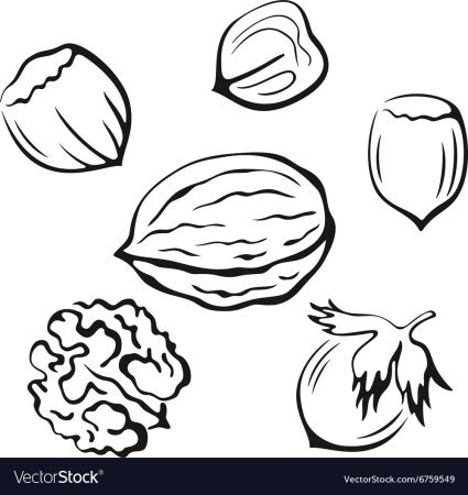 Раскраска орех фундук