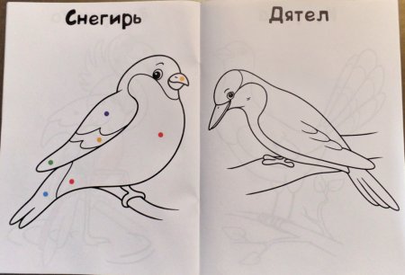 Снегирь раскраска для детей