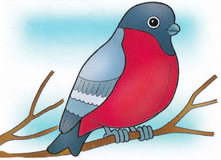 Раскраска синичка и Снегирь для детей