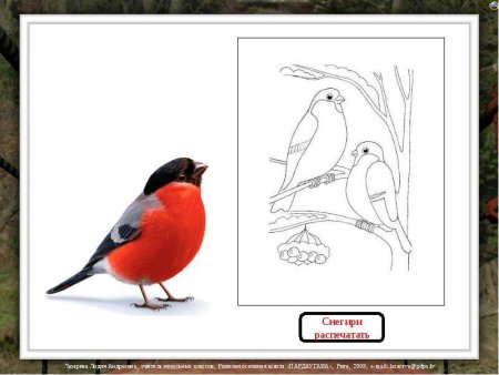 Снегирь раскраска