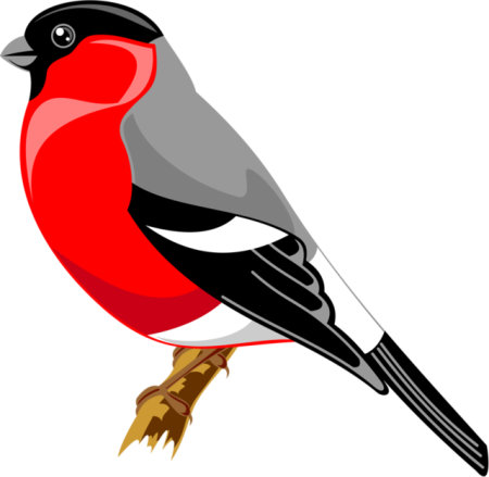 Снегирь рисунок