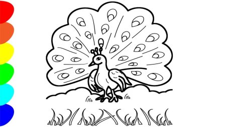 Павлин. Раскраска