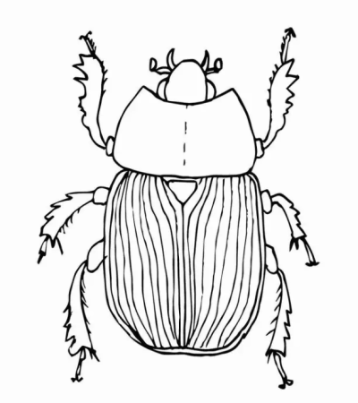 Жук хрущ рисунок