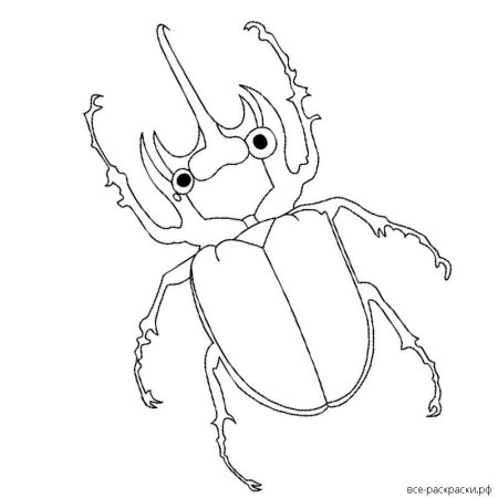 Жук носорог раскраска