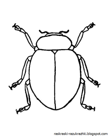 Жук чернотелка раскраска