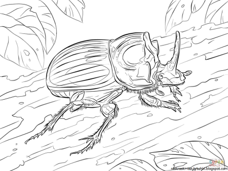 Жук носорог раскраска Паустовский