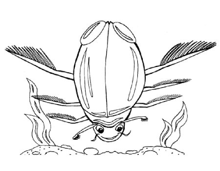 Раскраска Жук плавунец для детей