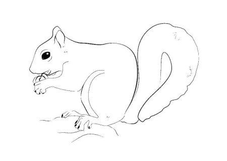 Белка с орехом рисунок карандашом