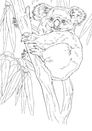 Коала. Раскраска