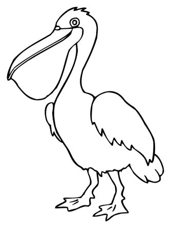 Раскраска птица Пеликан