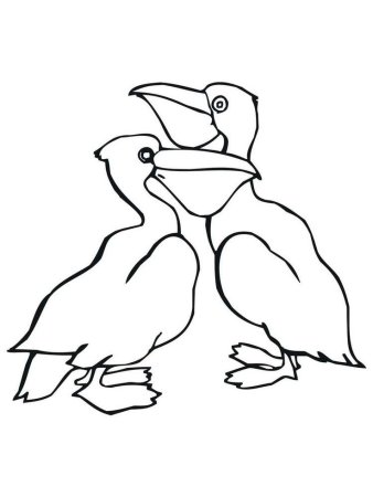 Пеликан раскраска