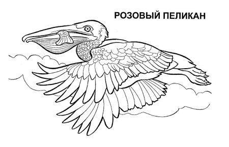 Пеликан раскраска для детей