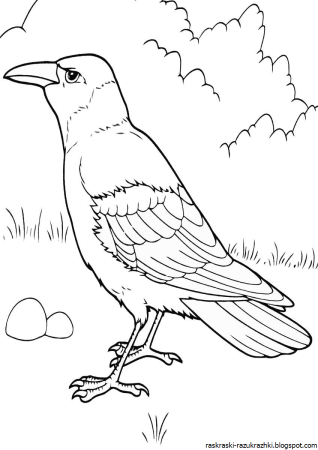 Грач раскраска