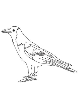 Иволга раскраска для детей