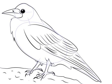 Ворона раскраска для детей