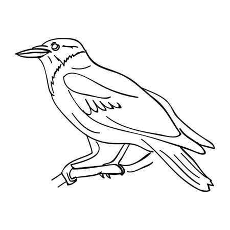 Раскраска птицы ворона