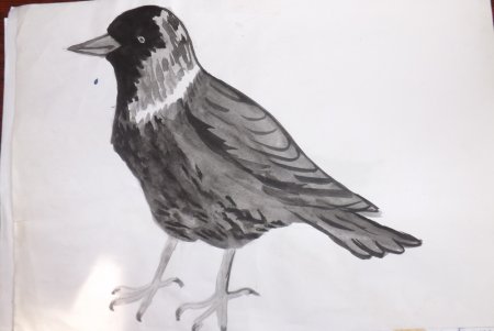 Ворона раскраска