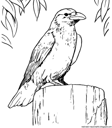 Серая ворона раскраска