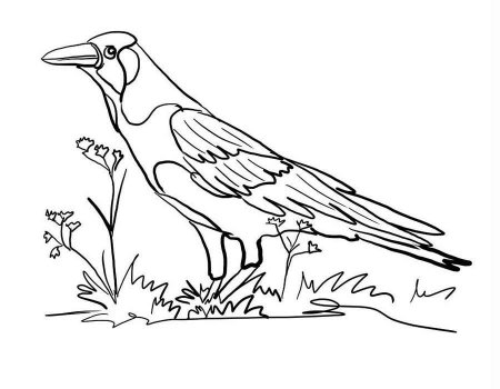 Галка раскраска для детей