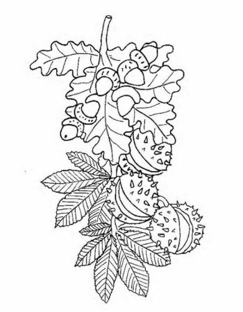 Раскраска осенний букет из листьев