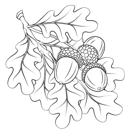 Раскраска ветка дуба с желудями