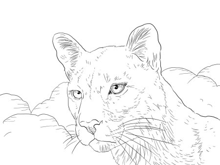 Пантера сбоку контур
