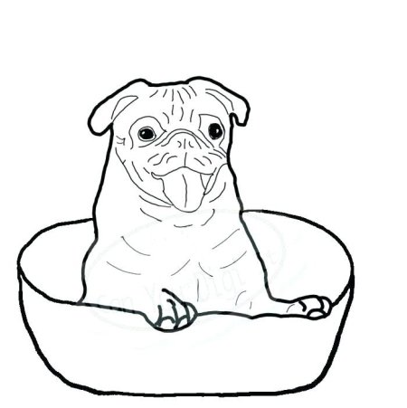 Раскраска собака Мопс