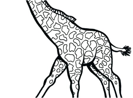 Жираф. Раскраска